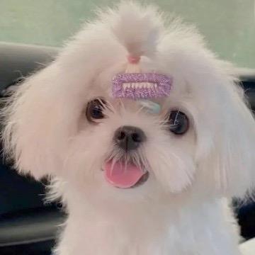 顶级恋爱脑