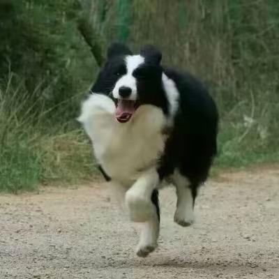 永正犬舍③
