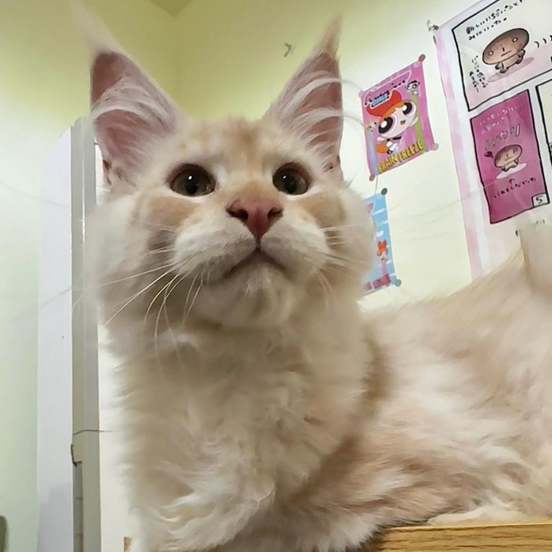 番茄喵萌宠用品小铺