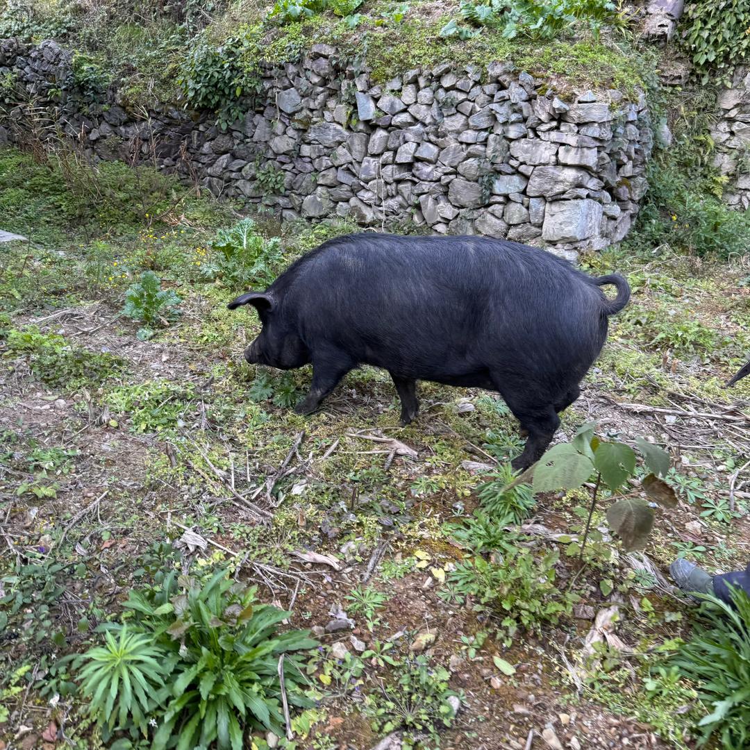 原生黑猪生鲜