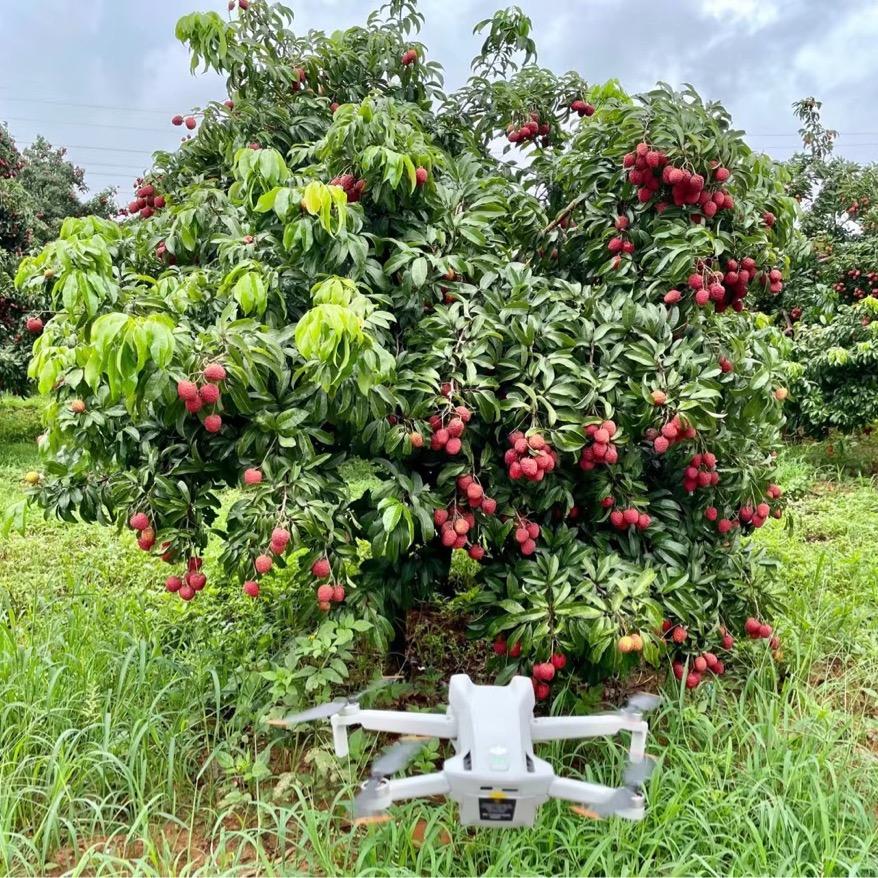宝哥仙进奉荔枝场的头像