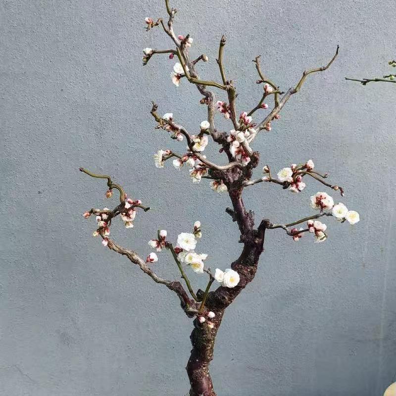 在水一方盆景园