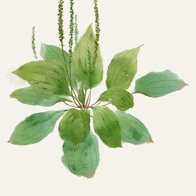 宁主任说百草