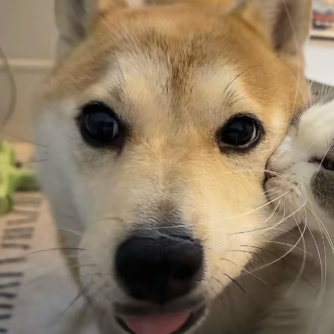 泉