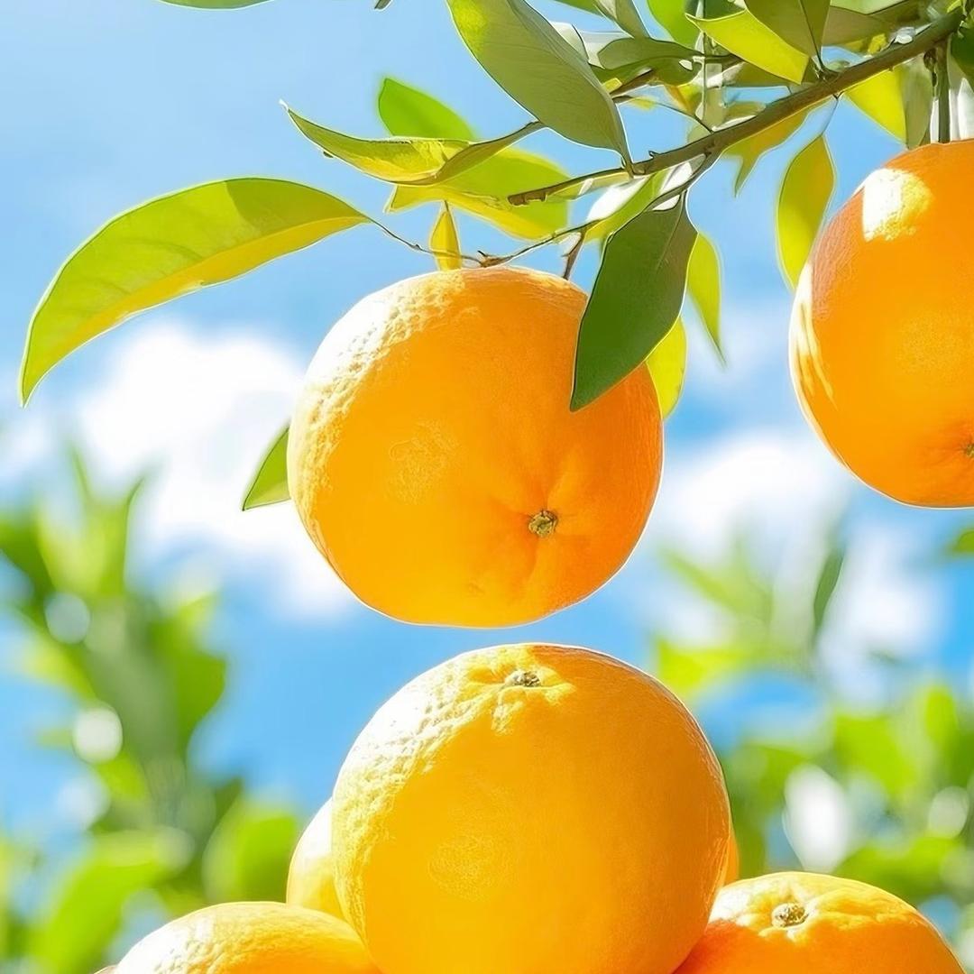 云山农业鲜果园