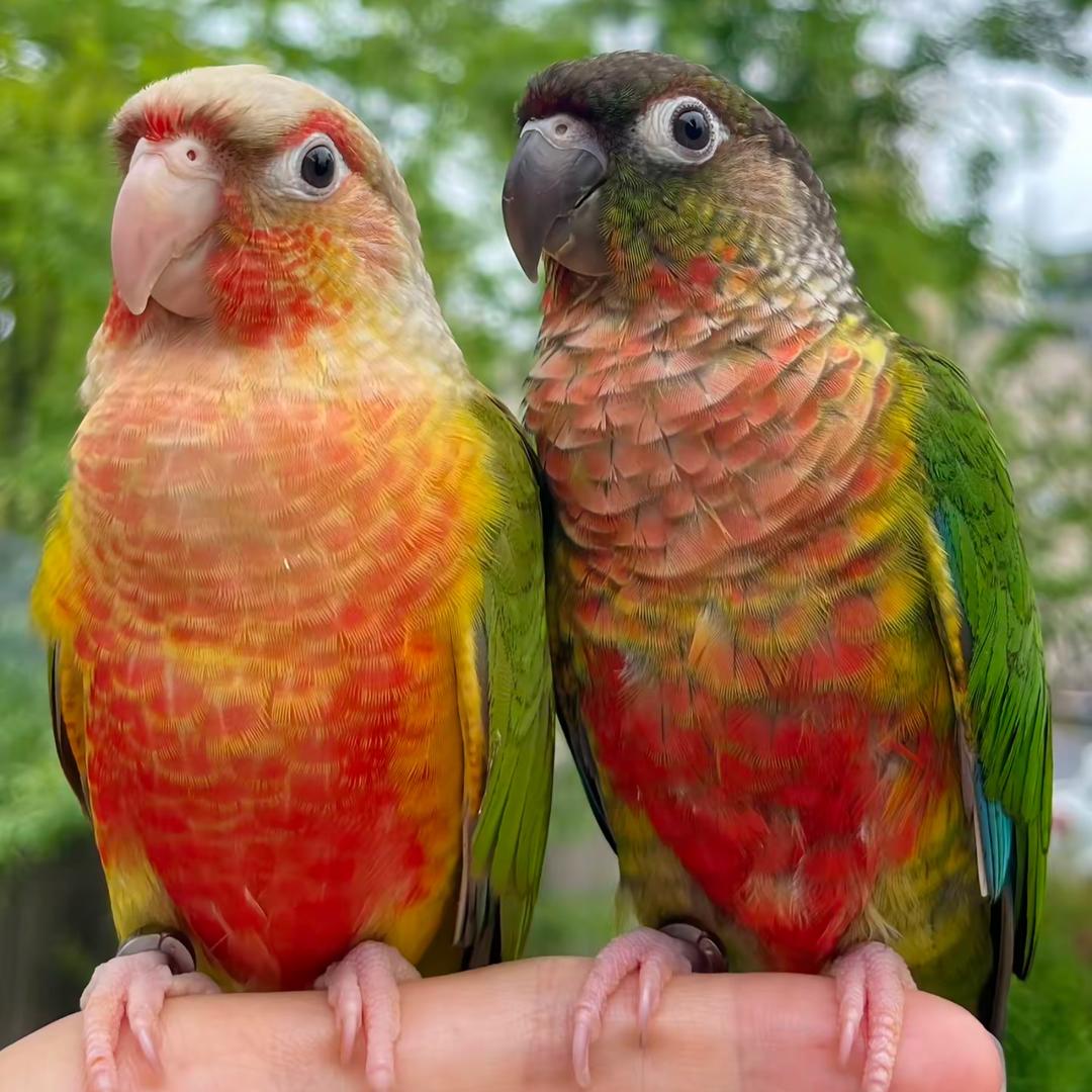 鹦俊威鹉二号店