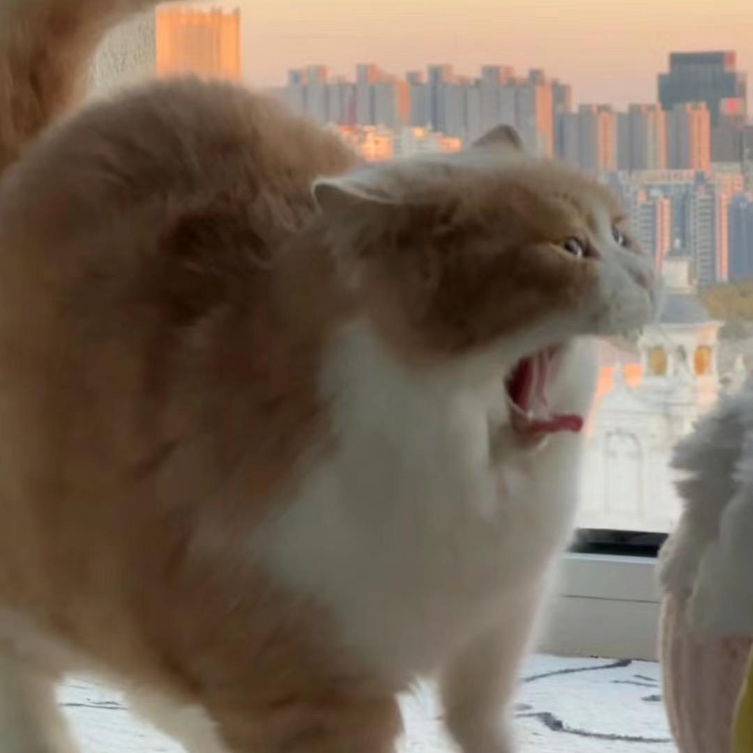 炸毛毛毛