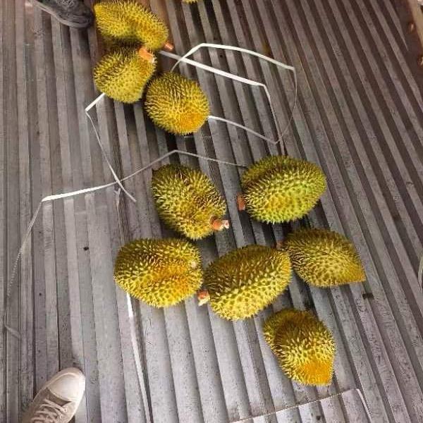 洋果小磊榴莲