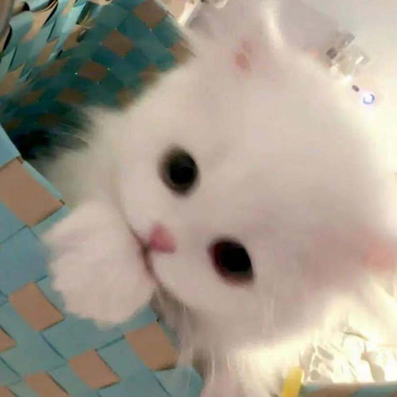 困困小猫