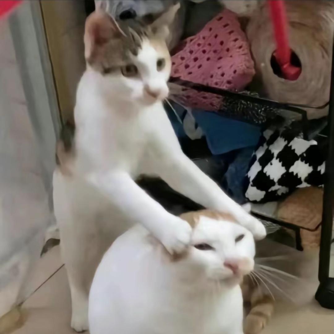 我嘞个豆