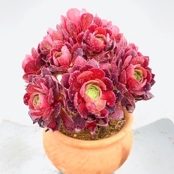 北铭园艺（精品法师）