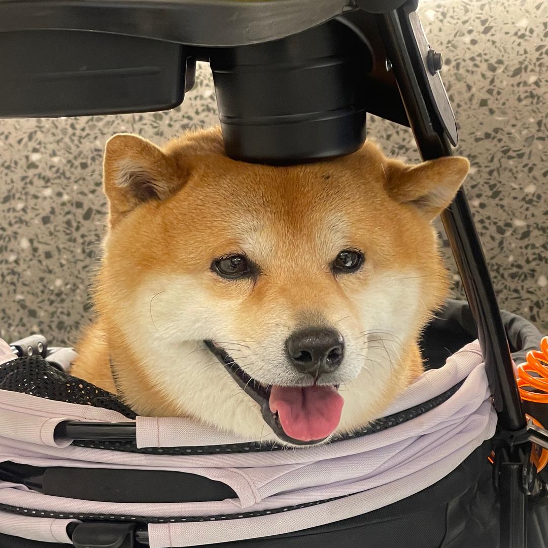 嗨屁🫘