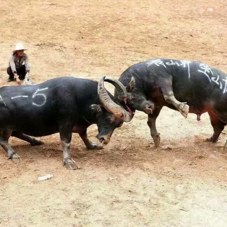 聂憨憨民族风情@抖音