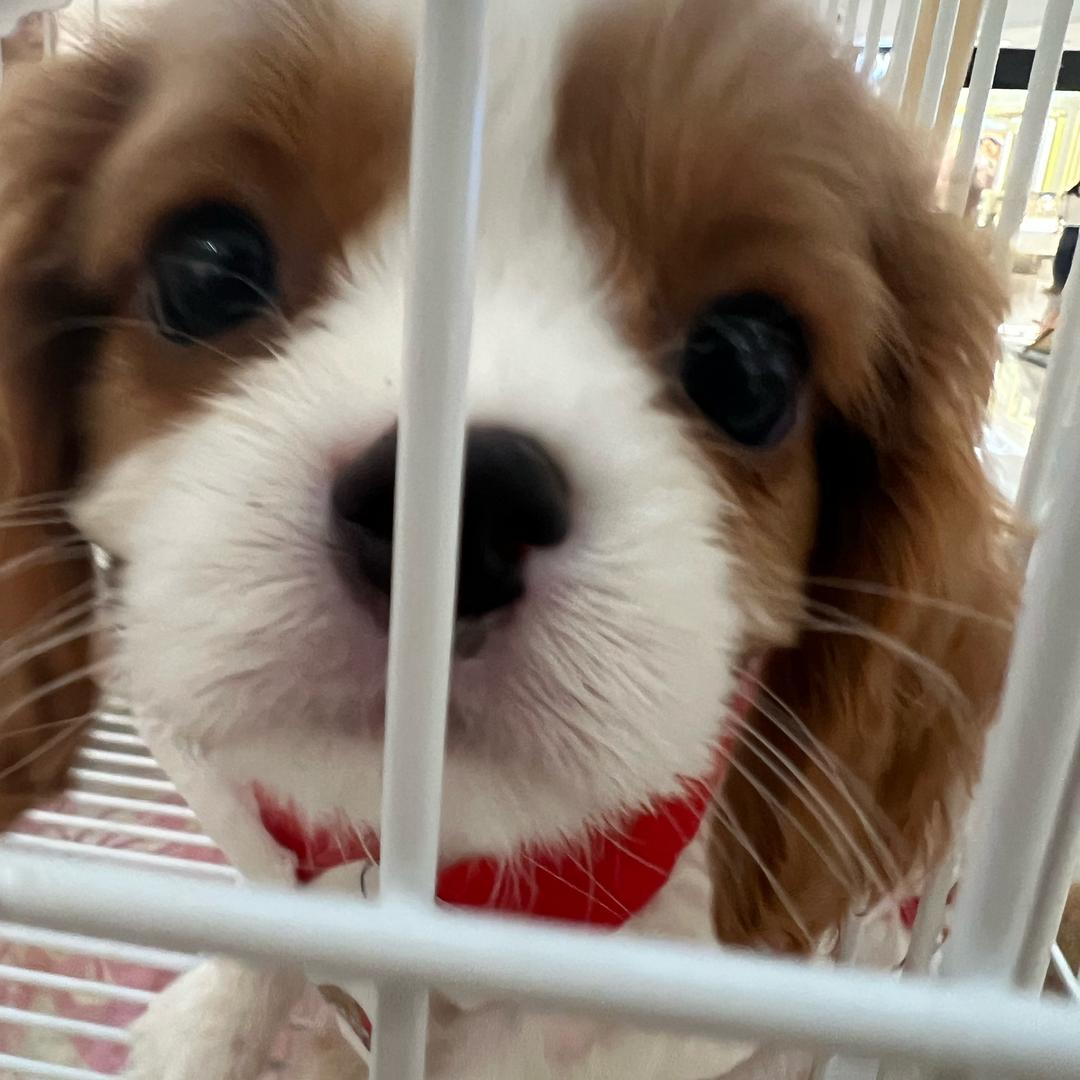 鱼鱼鱼