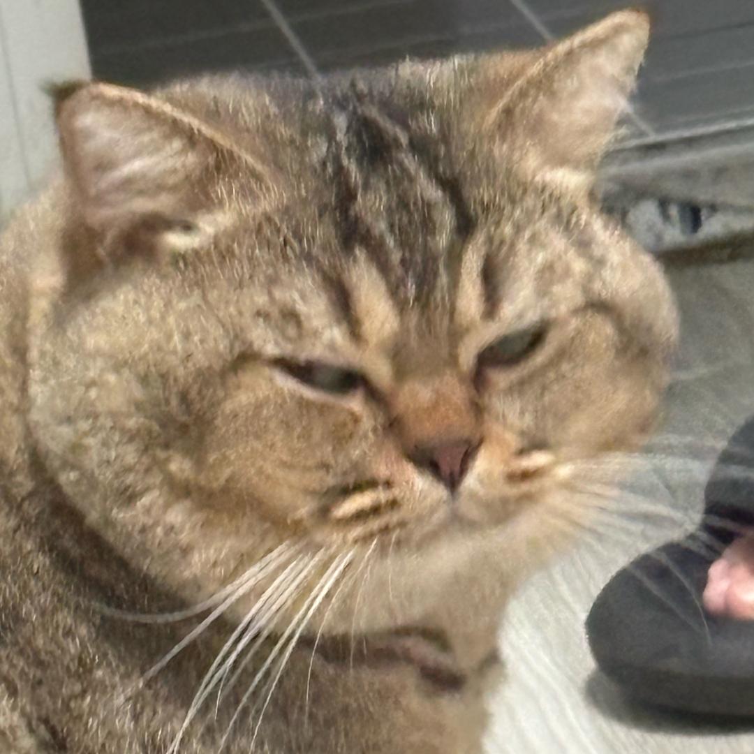 苒苒