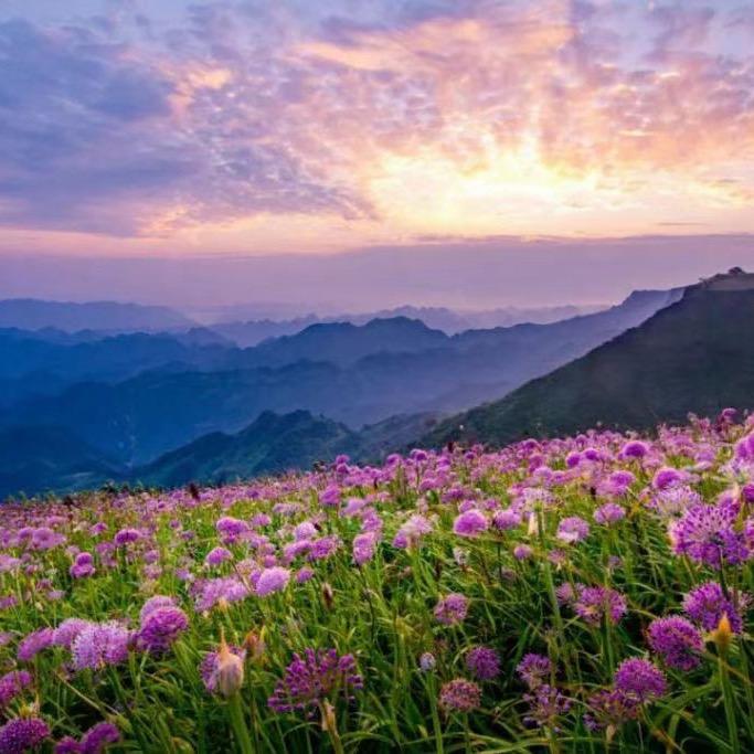 向阳花开