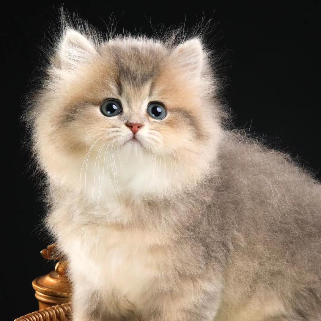 描苗猫宠物温江店