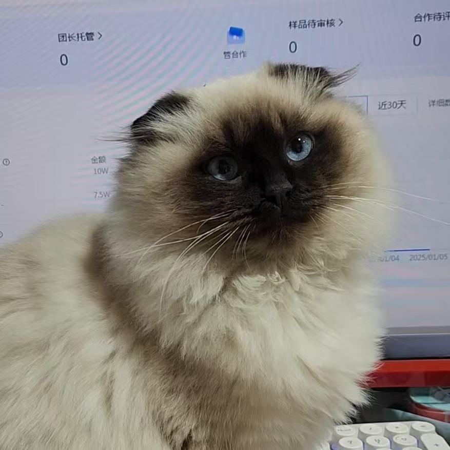 住在服装厂里的猫🐱