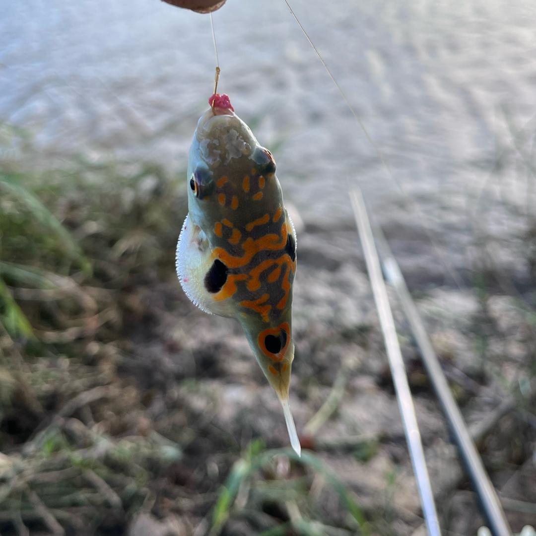 大锤钓鱼🎣