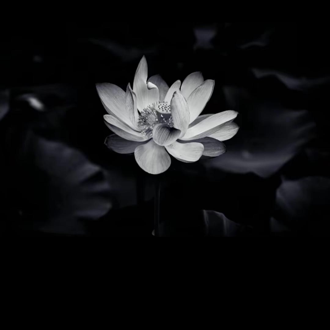 花开富贵.