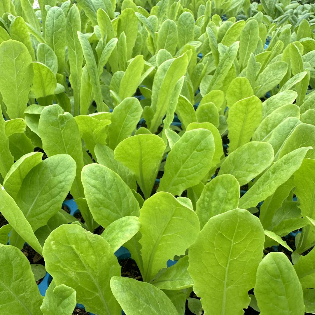 旺艺环精品小铺子