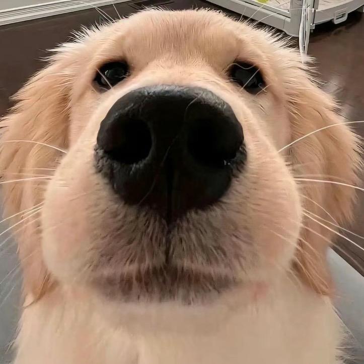ppccyy_