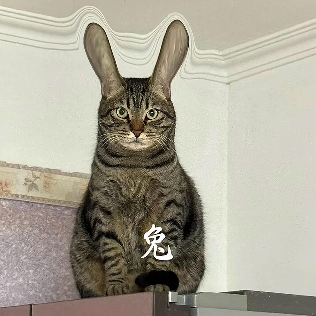 杨老保险