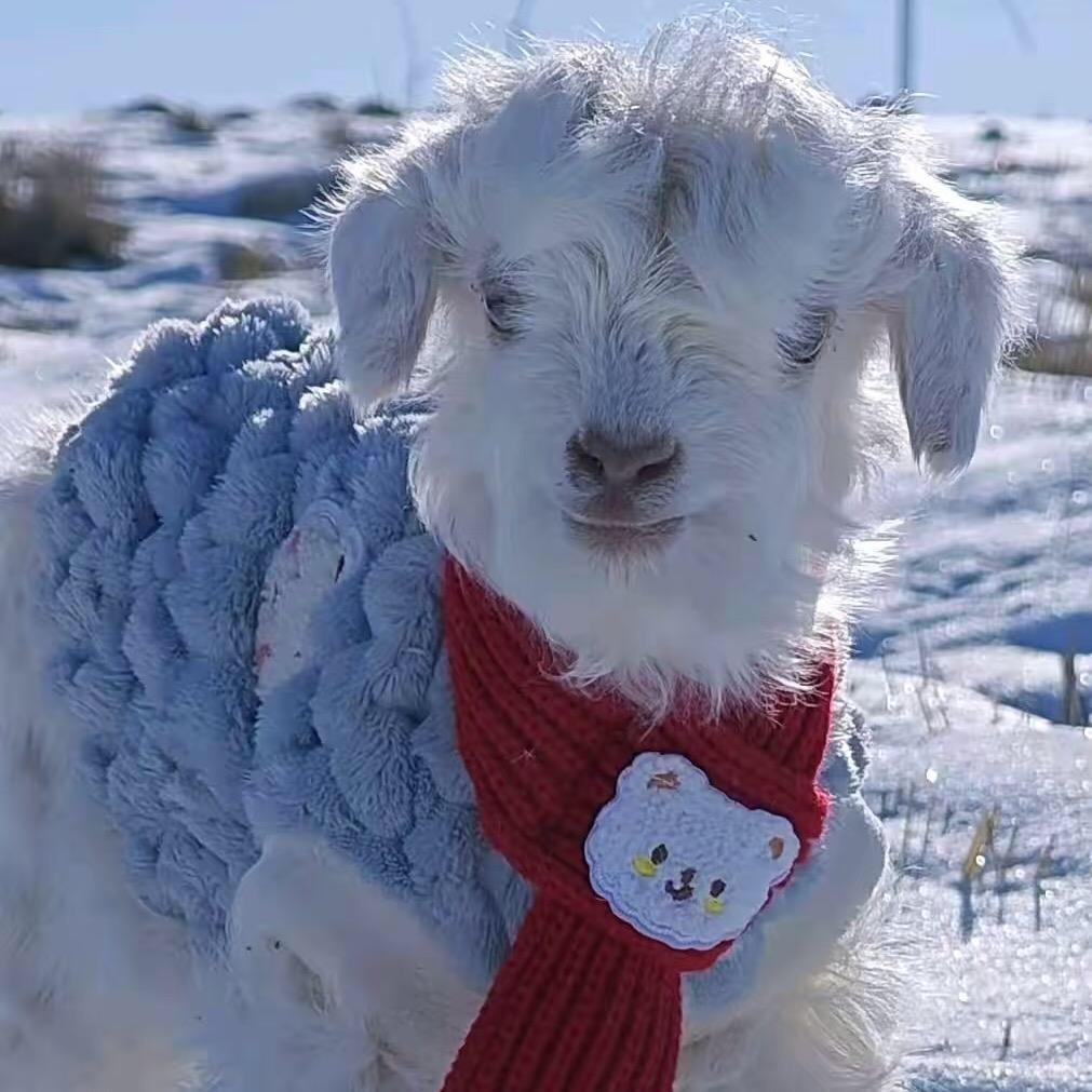 农村养殖小丫头