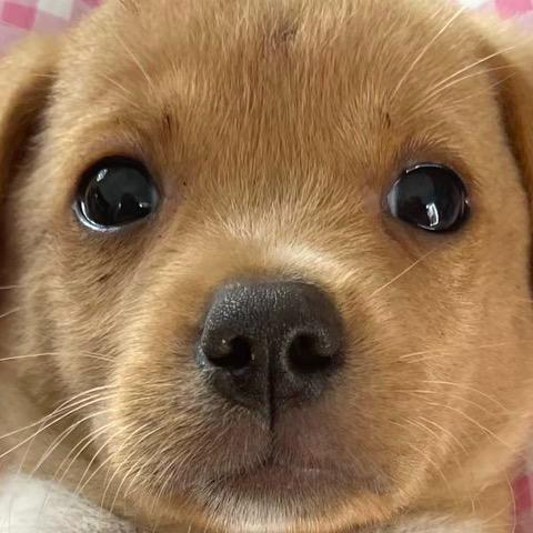 八瓣屁股