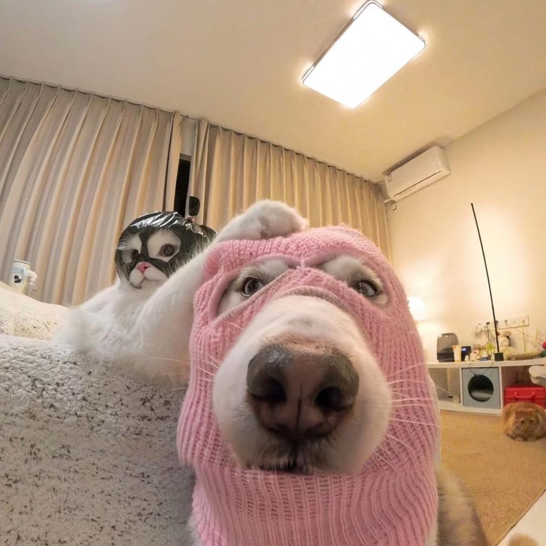 猫