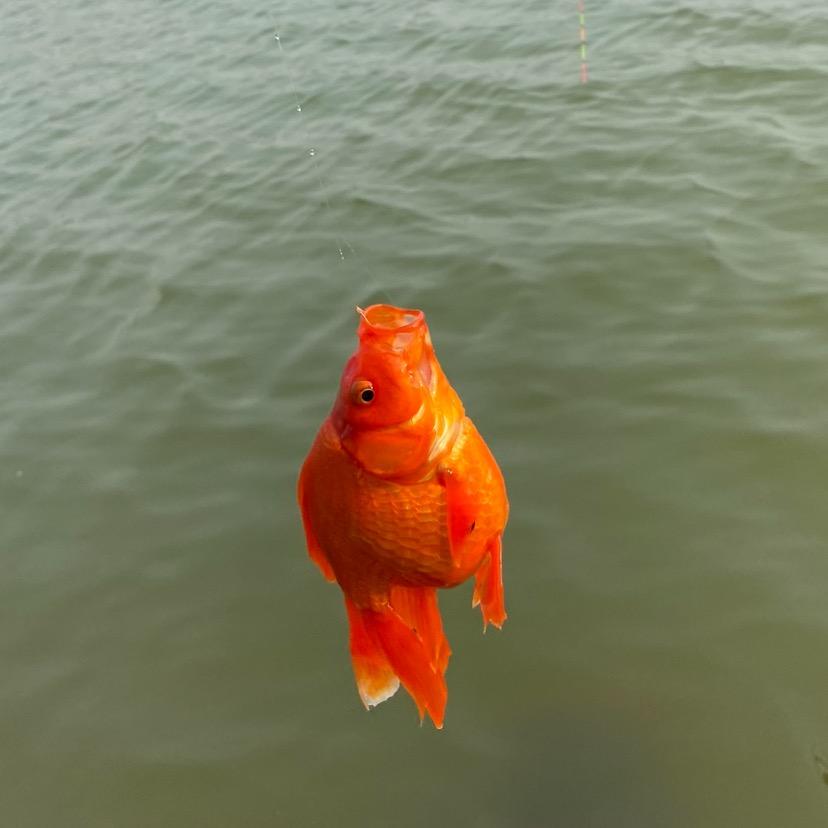 小稳他爸