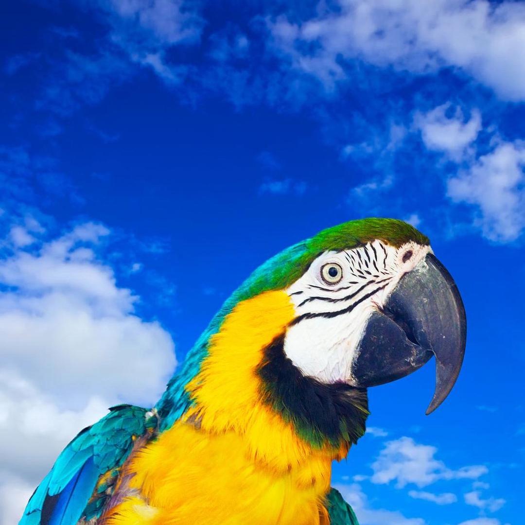 悦翔鹦鹉养殖场