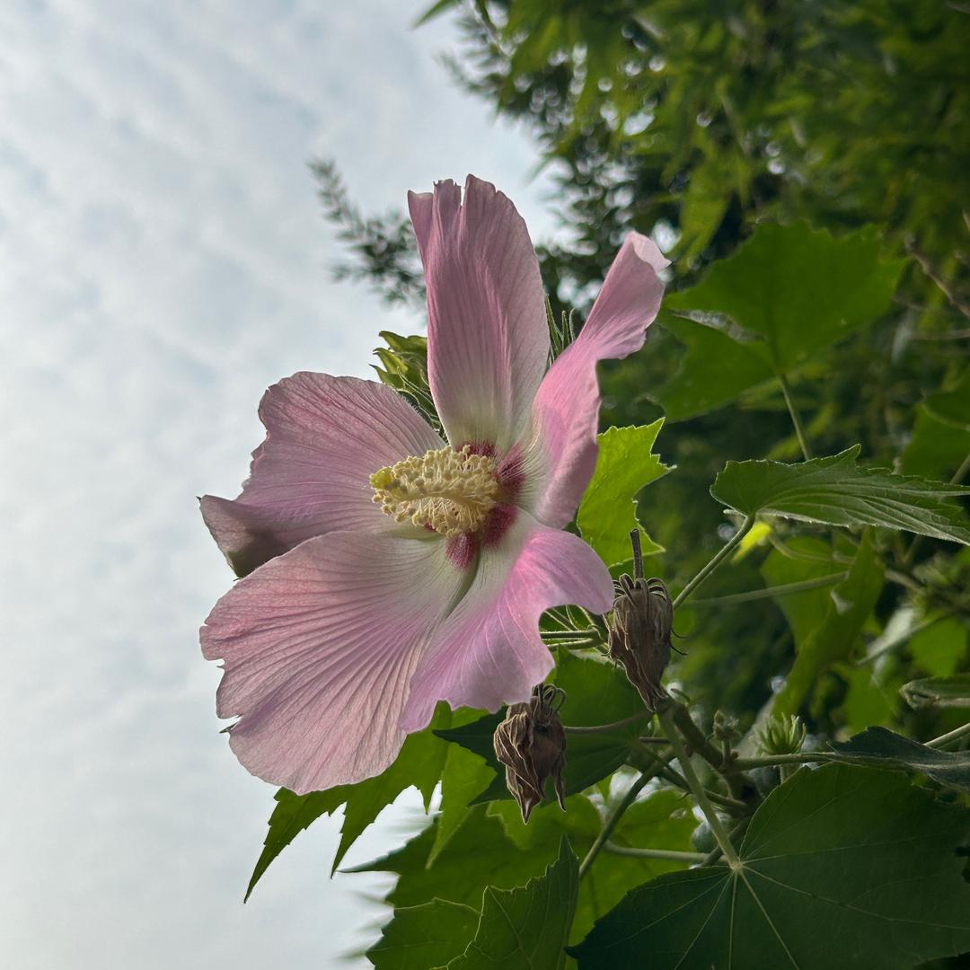 野外寻草记