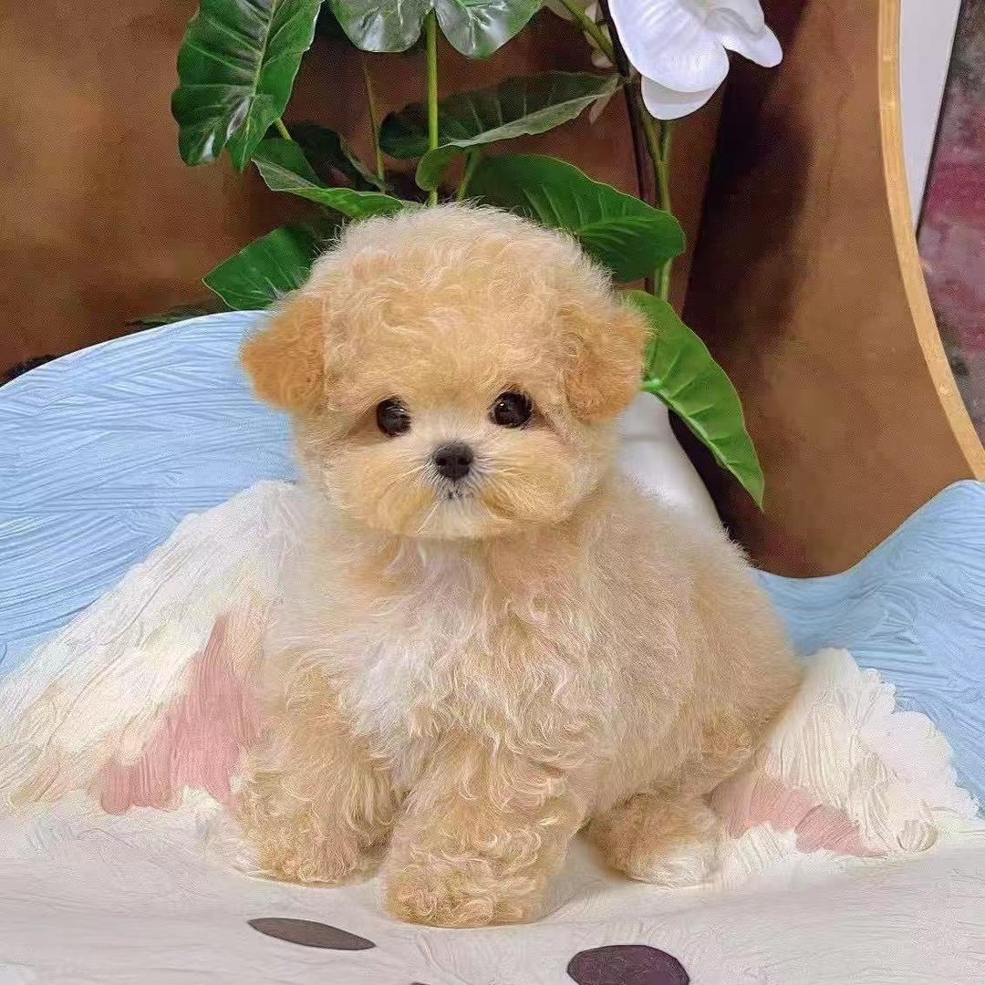 阿海训犬 2 宁波高端萌宠直播号