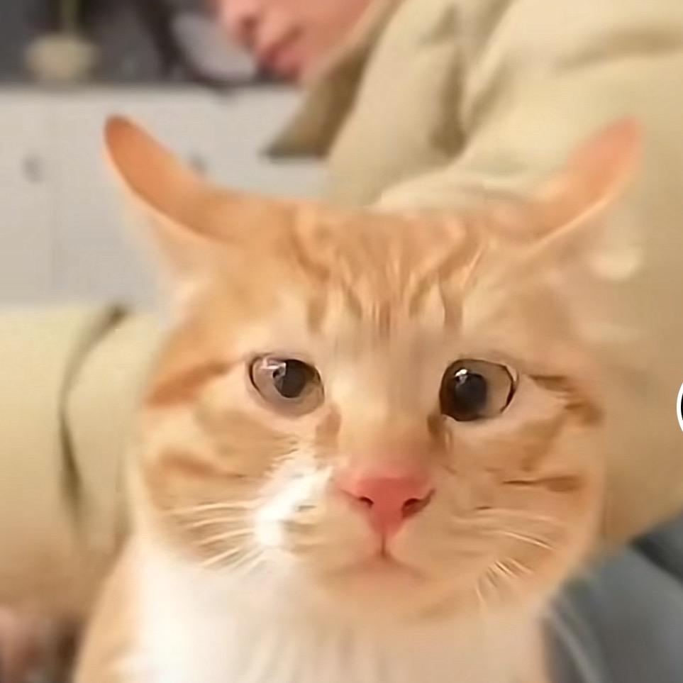 CSOL哈基咩