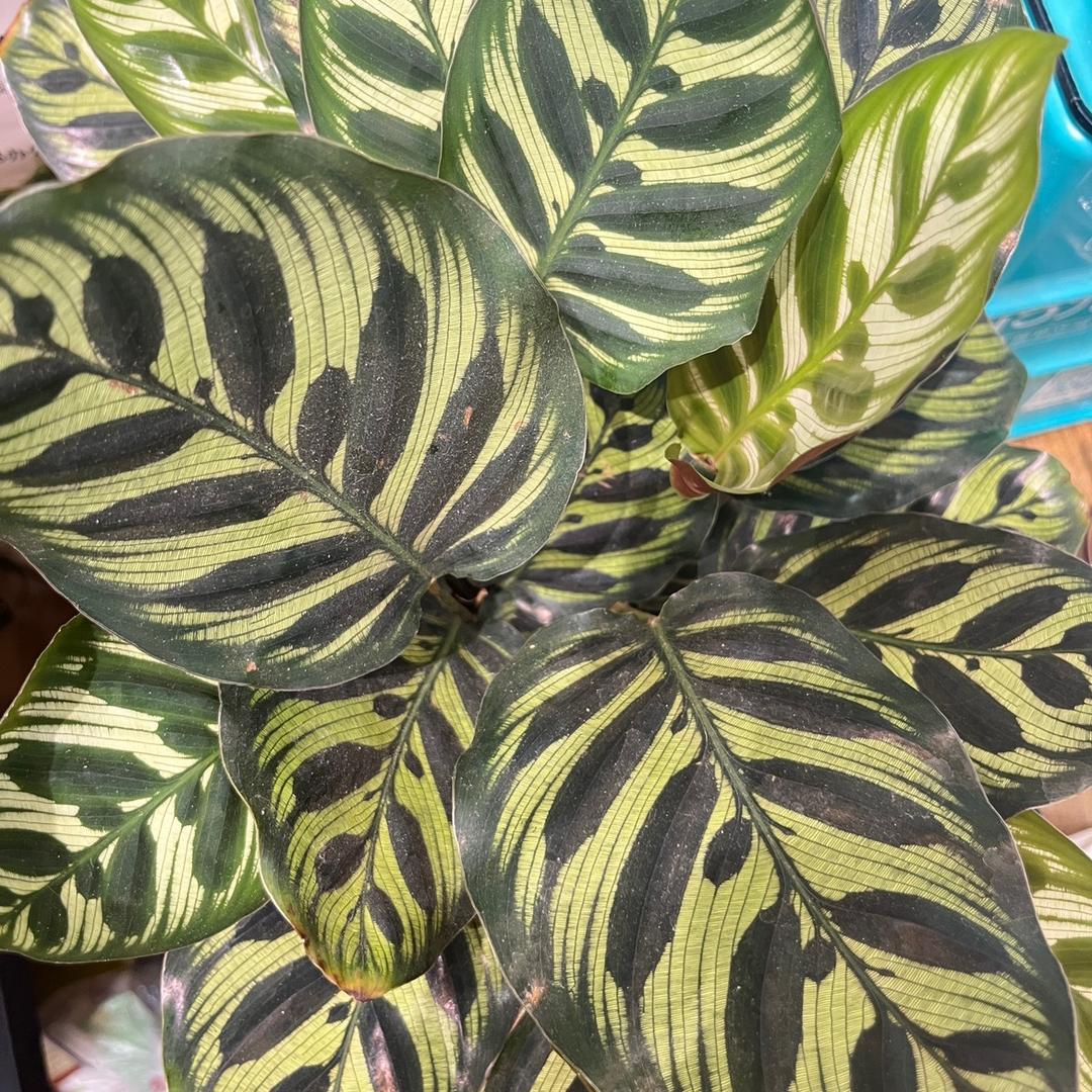 花点时间花房
