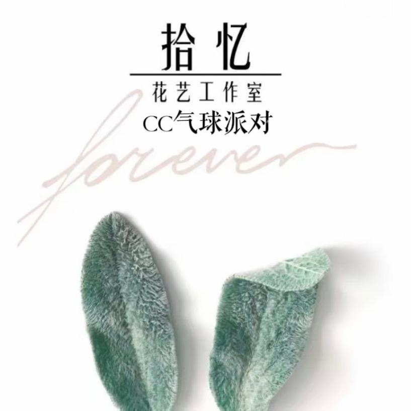 @C派·拾忆🌱