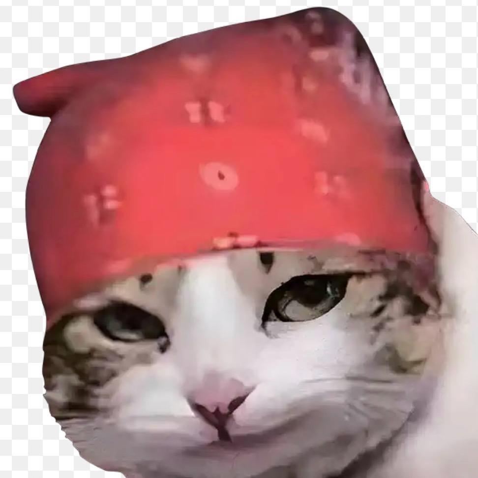 猫遗孤