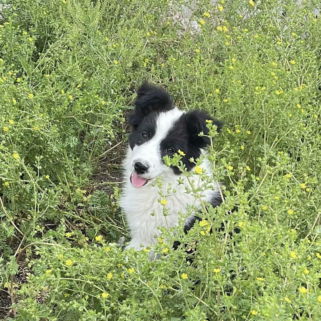 -皮皮狗🐶^