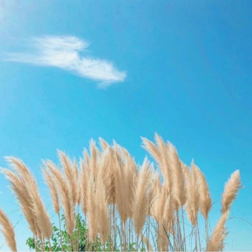 卡哇伊。〈拒绝合拍〉