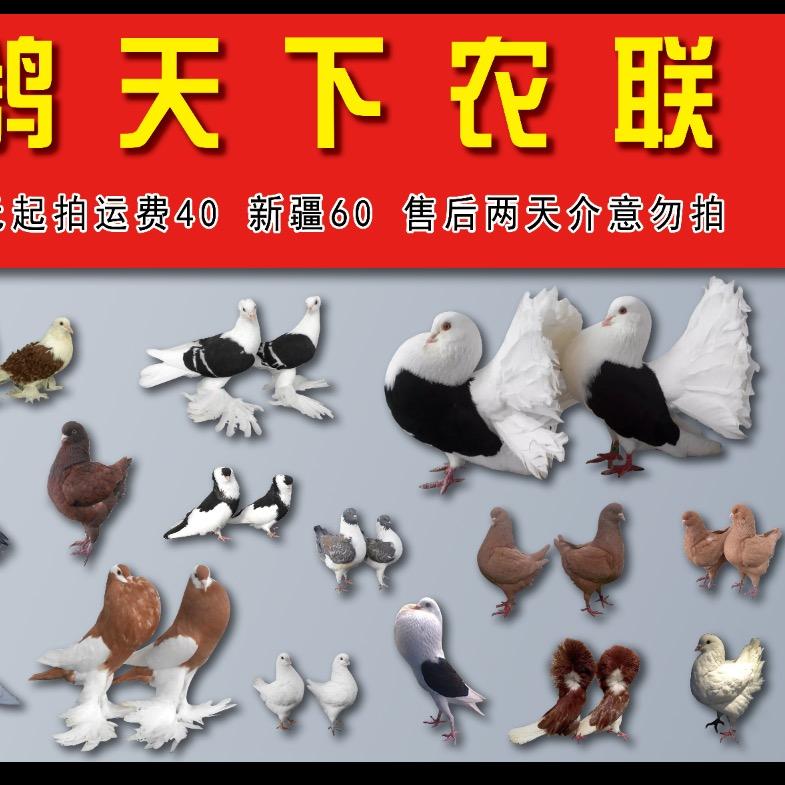 鸽天下宠物鸽