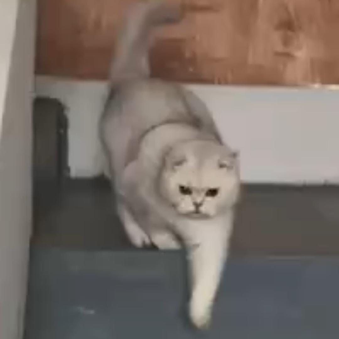 表情包点评专家