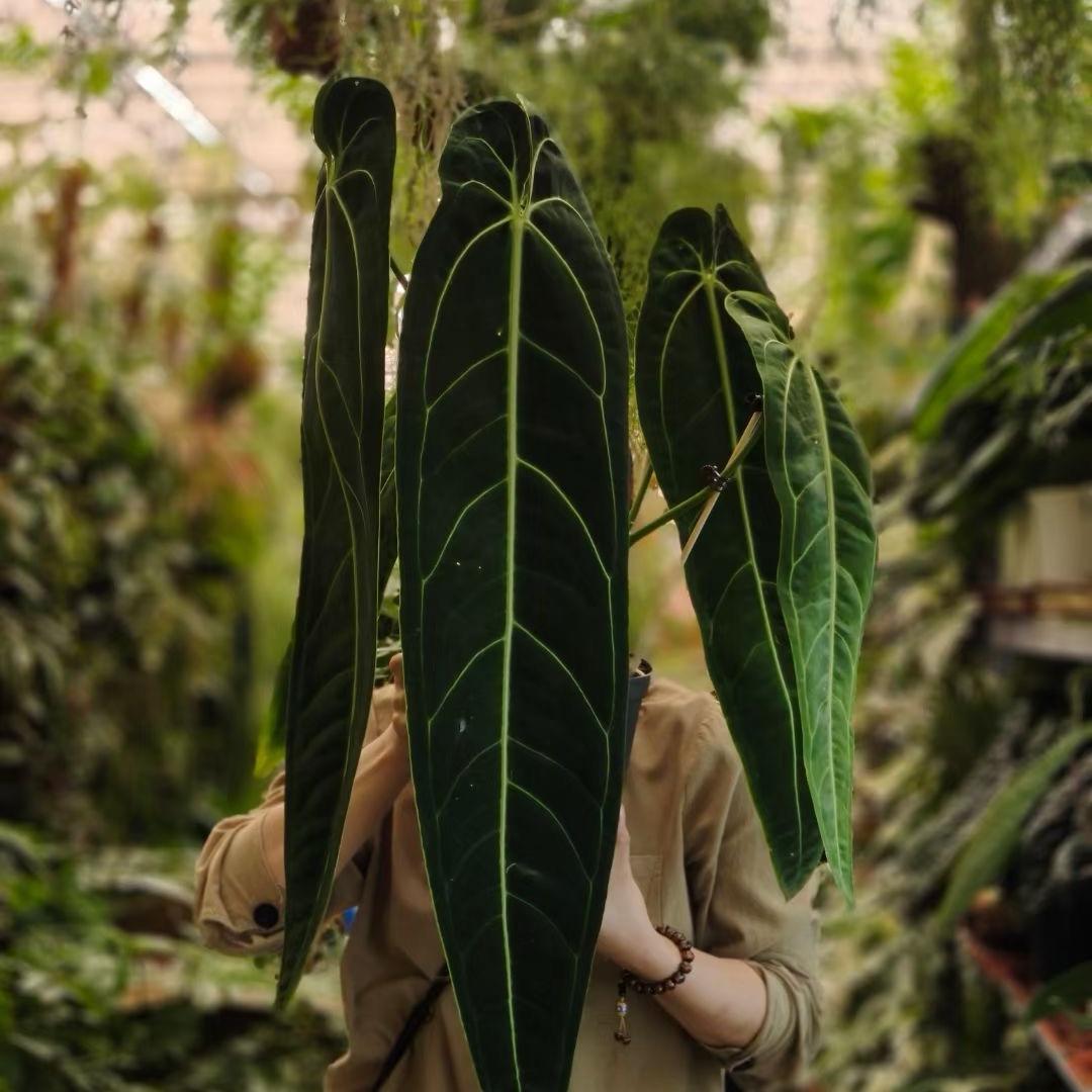 刘佳（大同锦艺花卉A9）