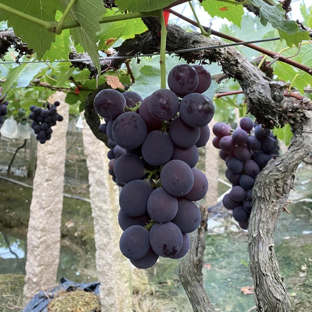 华妹生态葡萄坊