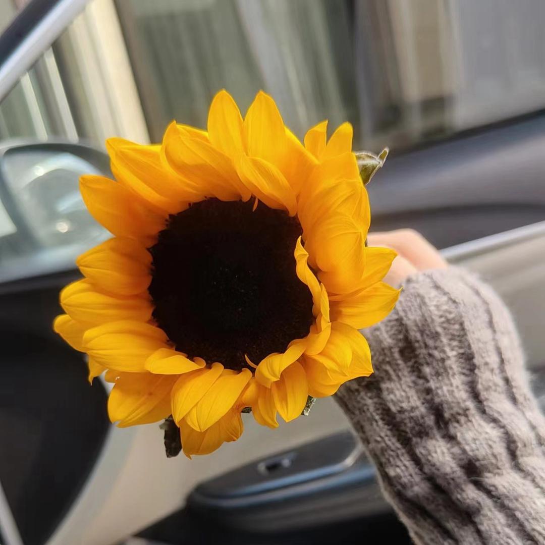 🌻丫头