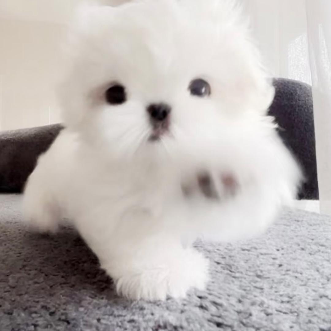 喵了个宇