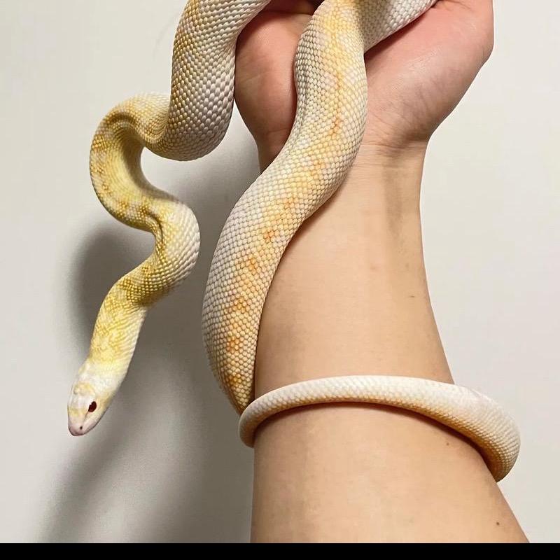 菜菜养🐍之不务正业