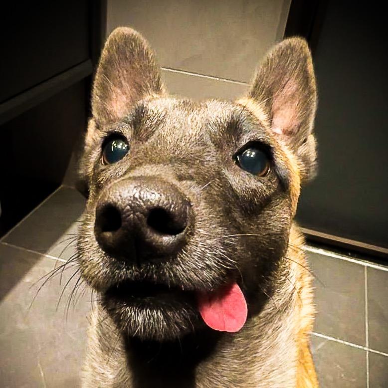 袖珍马犬珍妮