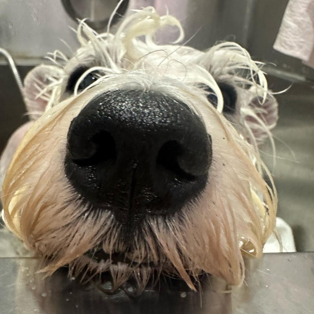 爱好：毛孩子和健身