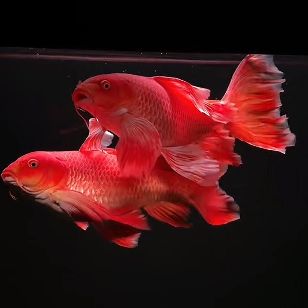 𓆏自由的风（连赞拉黑）